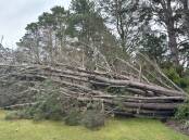 A 25 metre tree fell on The Vale Penrose over the weekend, due to the strong winds. Picture supplied 