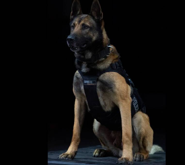 Mystery death: Police Dog Dravec was based in Wollongong/Illawarra/South Coast. Picture: Facebook/NSW Police Force
