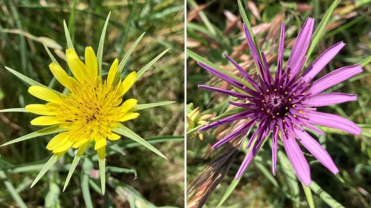 Both yellow and purple salsify have been reported across the region this season. Pictures by Jo Powells