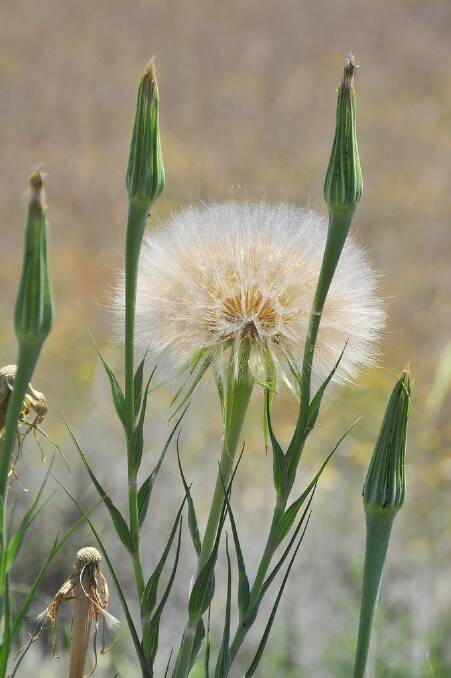 The distinct large dandelion shaped seed head of the salsify plant with the unopened, beak shaped seed heads surrounding. Picture by iNaturalist
