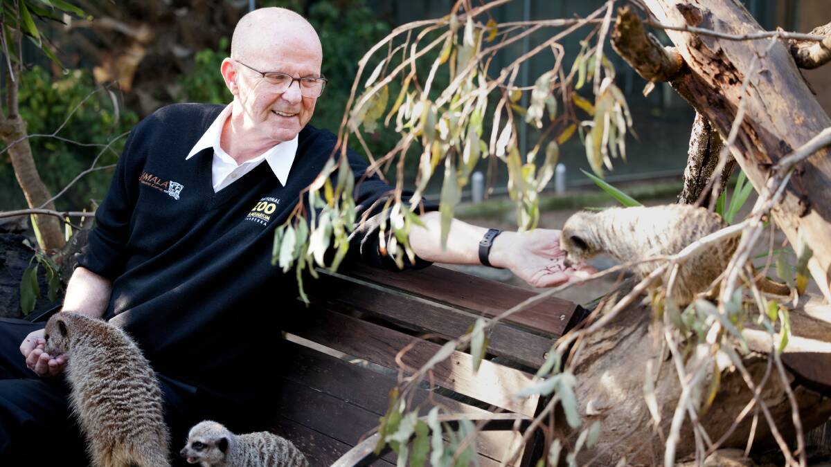 Mr Tindale feeding the meerkats. Picture by Sitthixay Ditthavong