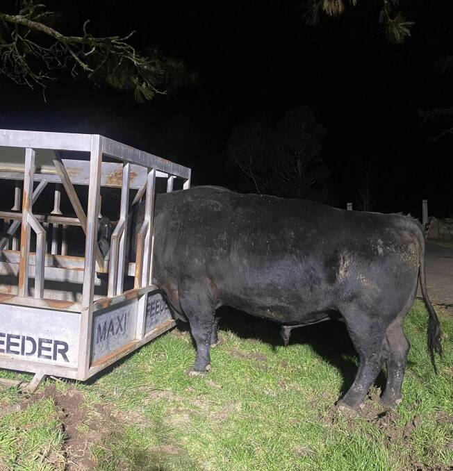 What do you mean there's no food? Gordon the Angus bull got his head stuck in a hay feeder and needed a little help from the SES. Picture by SES Moss Vale Unit.