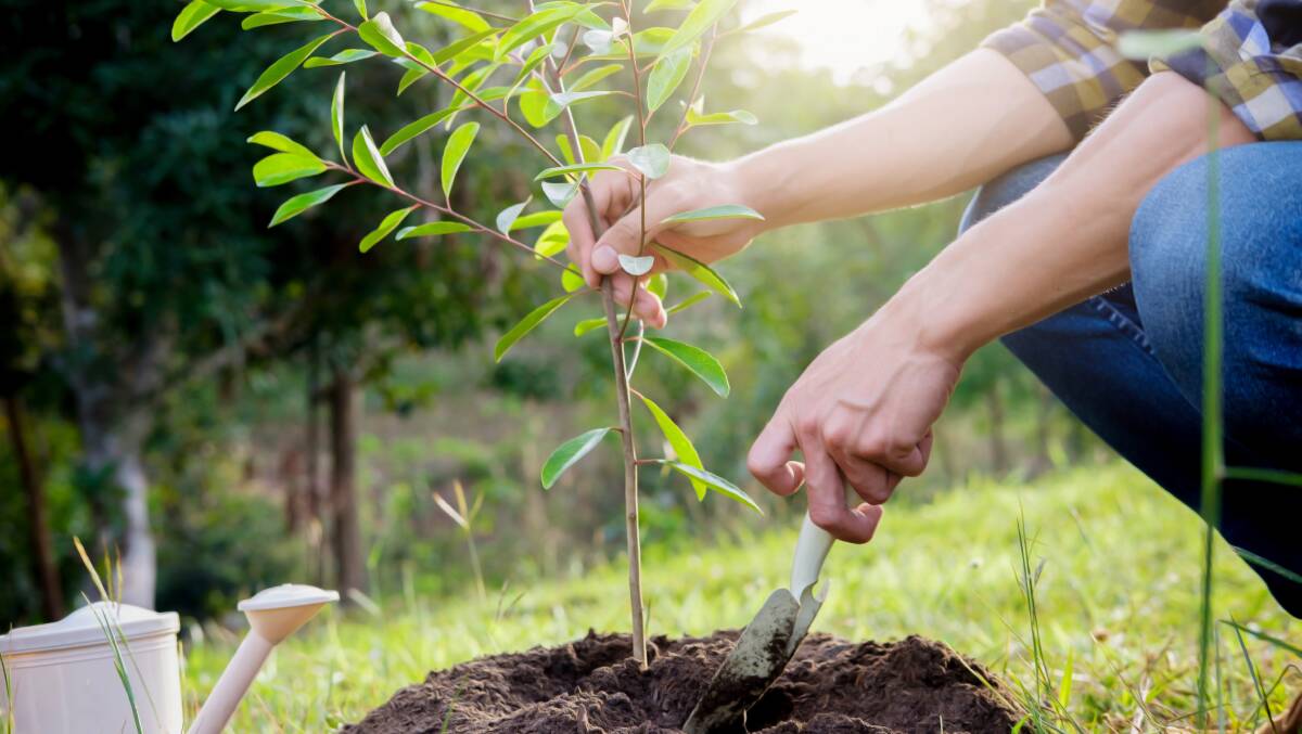 Nine community groups across the Hume Electorate have received Federal funding to plant native trees. Picture: Shutterstock.