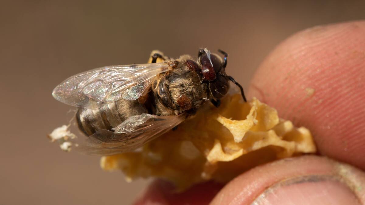Four new varroa mite cases in NSW
