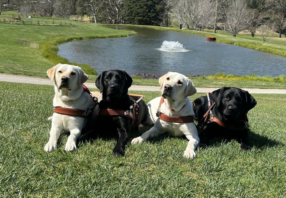 Kiki, Quinlan, Unity and Noosa graduated as Guide Dogs at a special ceremony at the Gibraltar Hotel in Bowral. Picture supplied. 