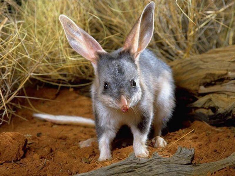 Four Australian mammals are bucking a worrying trend by bouncing back from extinction. (PR HANDOUT IMAGE PHOTO)