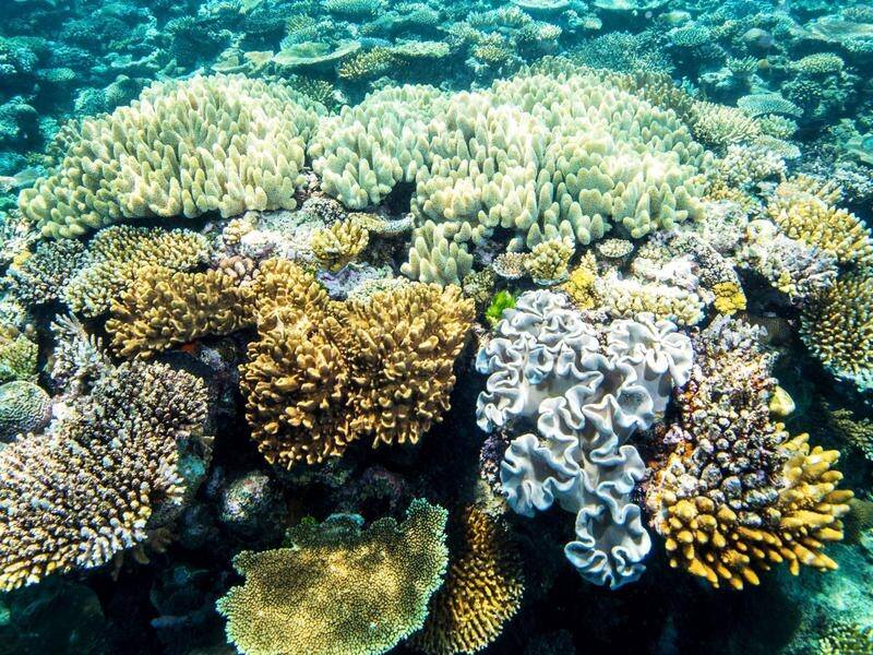 Reef outlook poor despite coral recovery | Southern Highland News ...