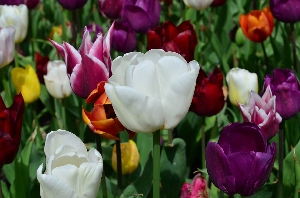 Tulip Time 2014: tulip photos | Southern Highland News | Bowral, NSW