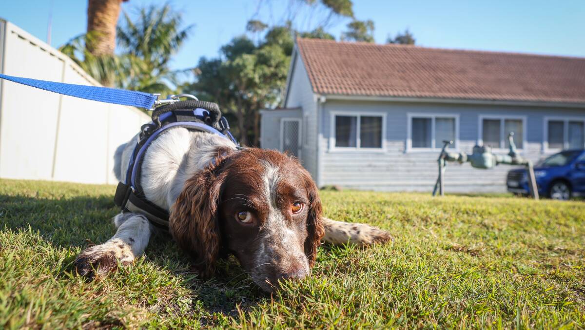 Water leak detection dog Joey puts his body and nose to the ground to indicate he found a leak in Port Kembla on Wednesday, June 26, 2024. Picture by Adam McLean