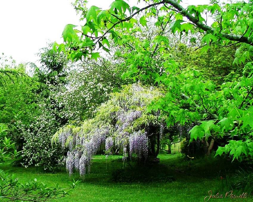 A fragrant umbrella of Wisteria and Apple Blossom. My favourite Spring spot in our garden. Photo by Julie Powell
