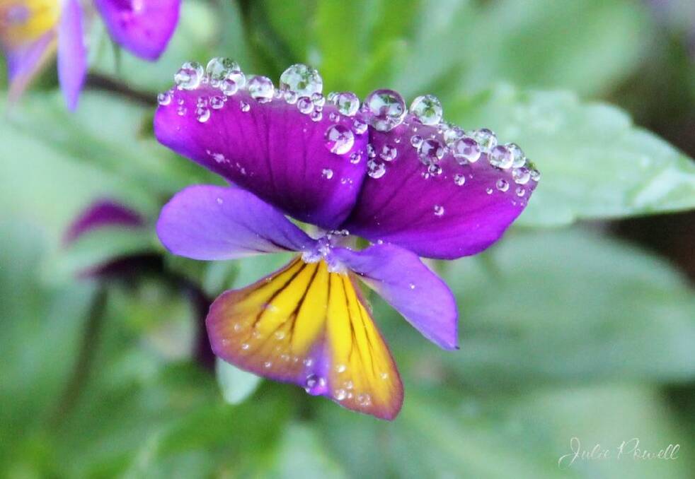 Nature's jewels...tiny Spring raindrops sparkle on a pretty little pansy. Photo by Julie Powell