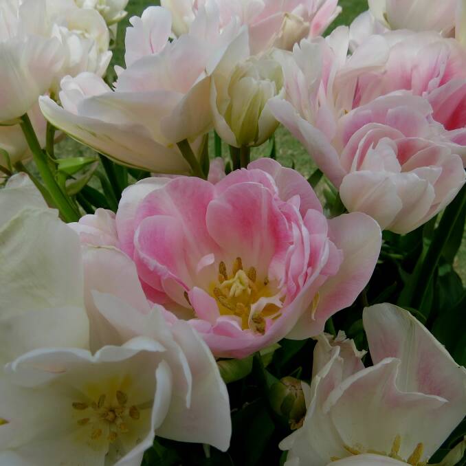 "Tulips at the Bowral Corbett Gardens 2nd Oct 13. Loving the soft, delicate colours." sent in by Lake Alexandra (Mittagong)