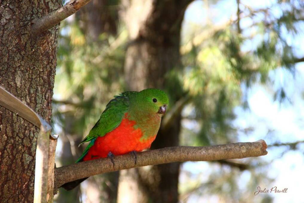A King Parrot visits Julie Powells garden in spring.
