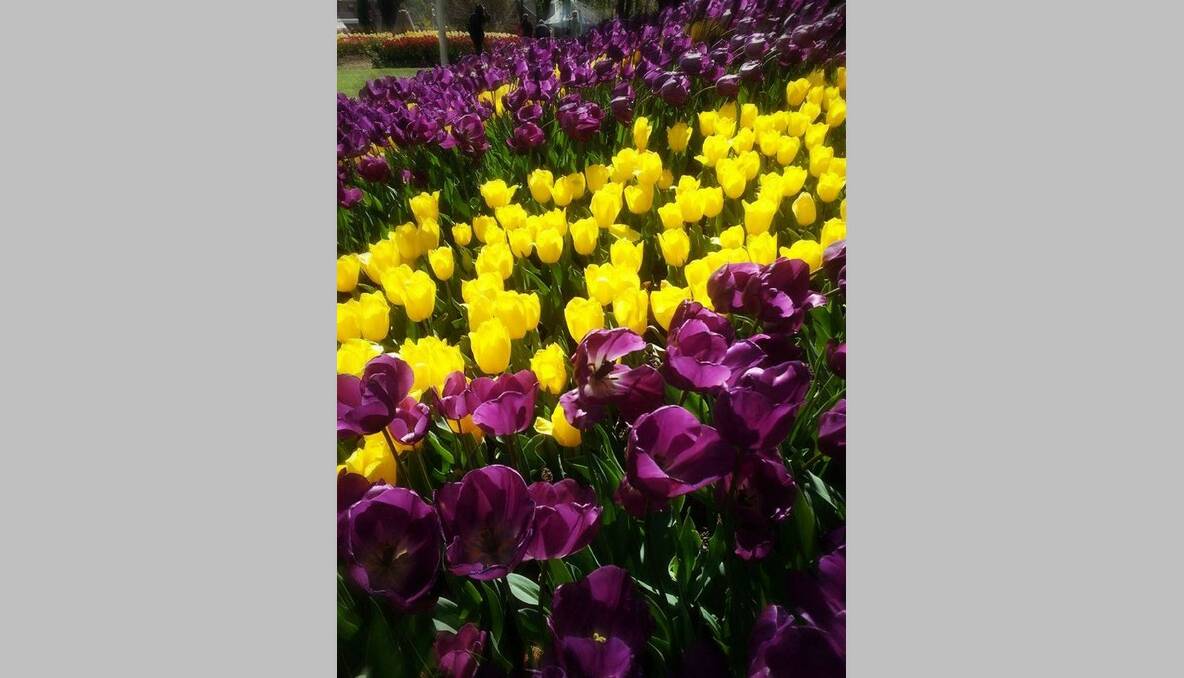 Shanna Matthews sent in this photo of contrasting tulip colours at Corbett Gardens.
