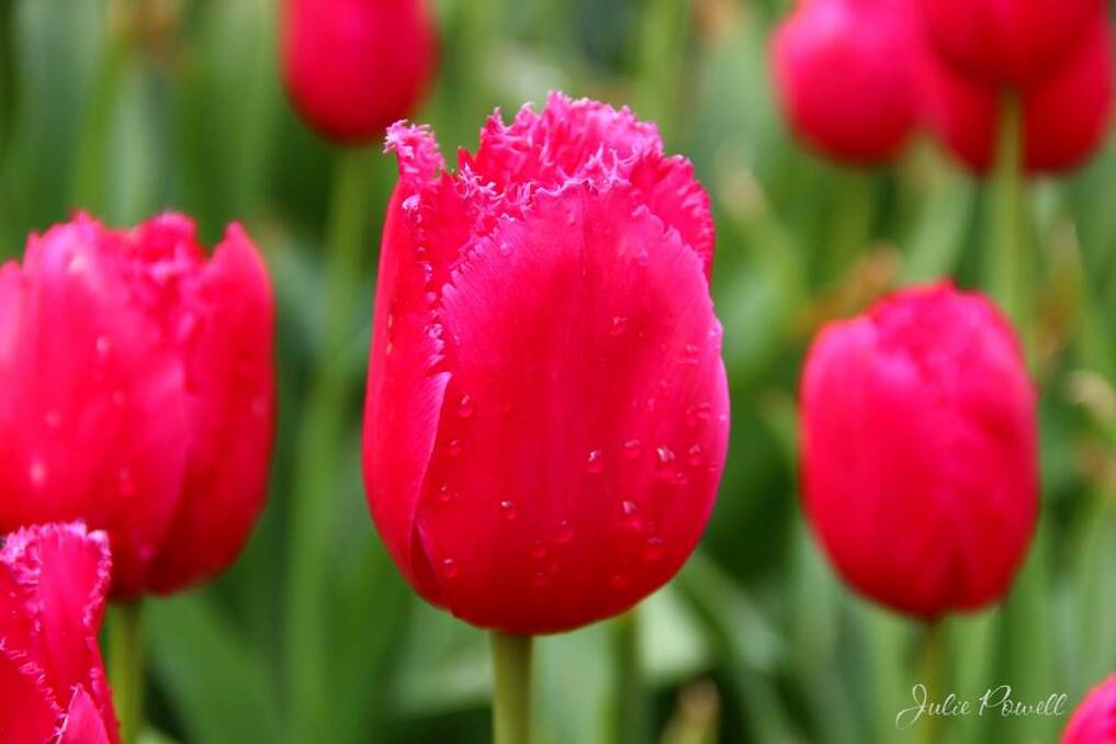 Julie Powell took these photos of Tulip Time in the rain