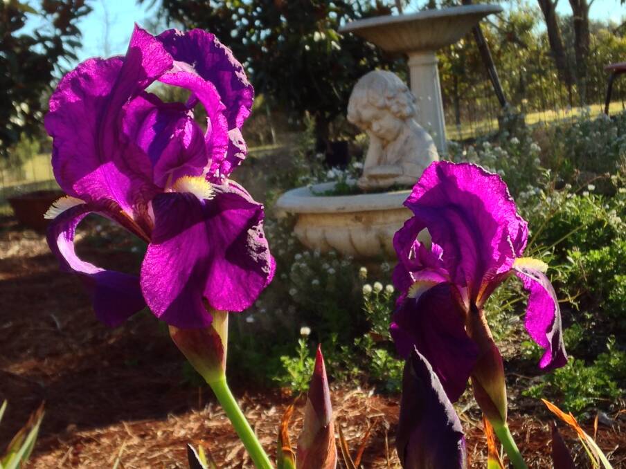 Lisa Romano sent in this photo from her garden - dwarf bearded iris