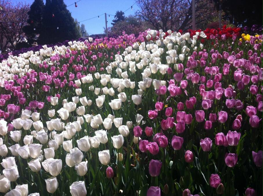 Celia Finnimore sent in this photo: "Tulip festival Bowral, photo taken last Sunday at Corbett Gardens."