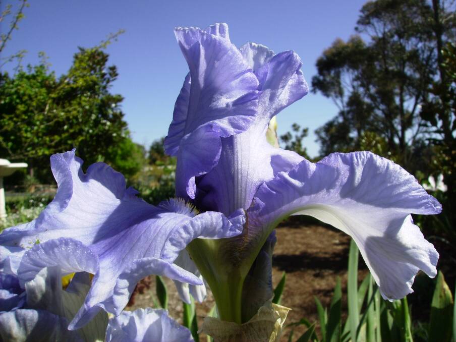 Lisa Romano sent in this photo from her garden - Tall bearded iris "Lavender"