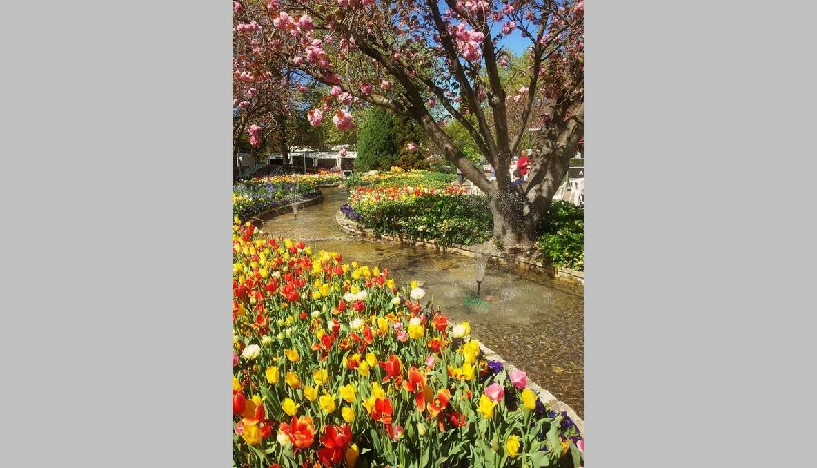 Shanna Matthews said "We braced the windy conditions just before Corbett Gardens was closed last Thursday afternoon. Gorgeous gardens! Love being a local."
