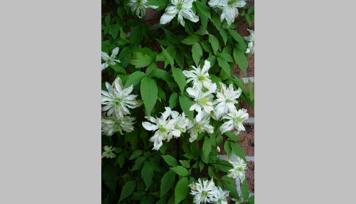 Lisa Romano sent in this photo from her garden - Clematis "Jenny"