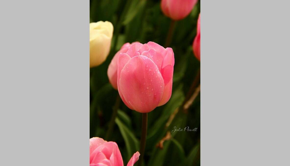 Julie Powell took these photos of Tulip Time in the rain