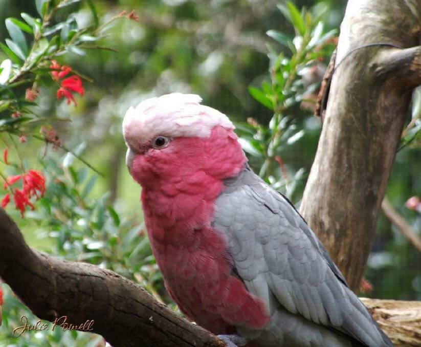 Young galah sits amongst the Spring flowers Photo by Julie Powell