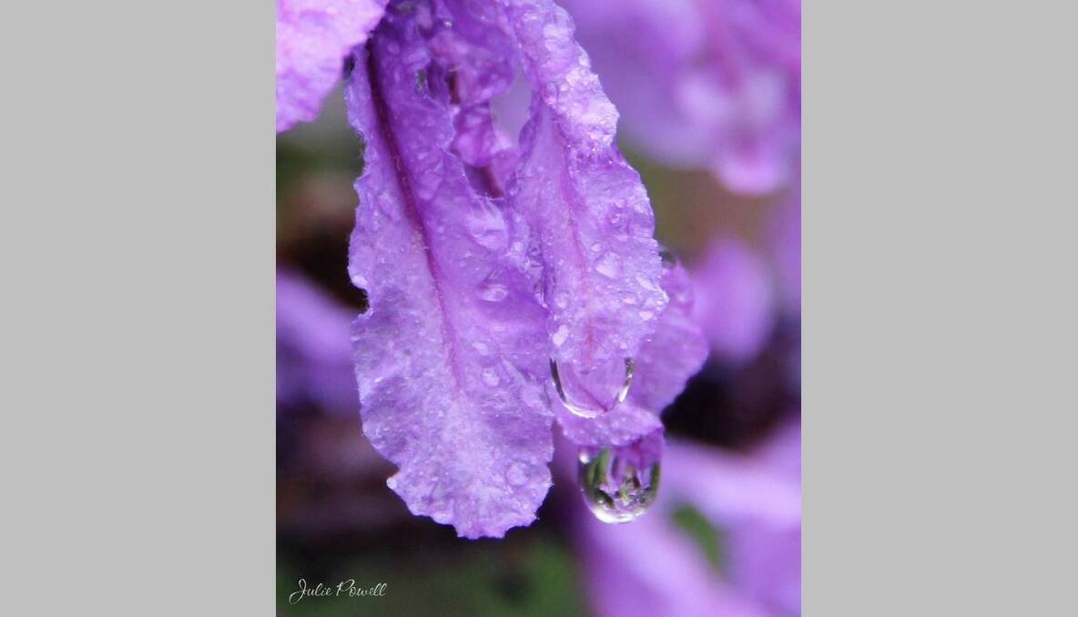 Julie Powell said: "Our Lavender loves the Spring rain"