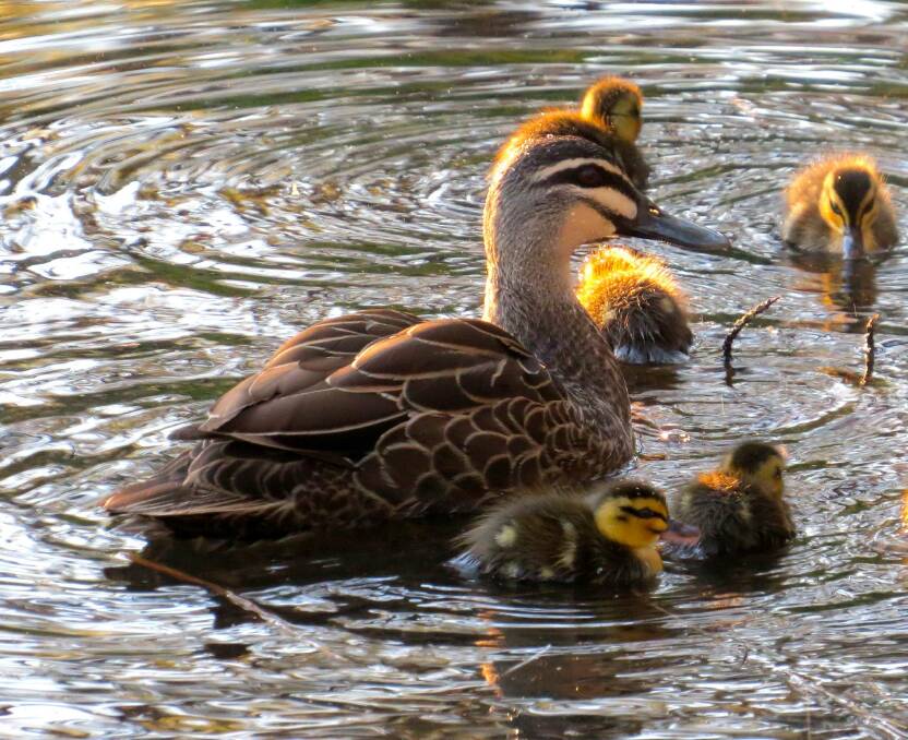 Lake Alexandra Mittagong sent in this photo of a Pacific black duck family on Lake Alexandra, Mittagong.