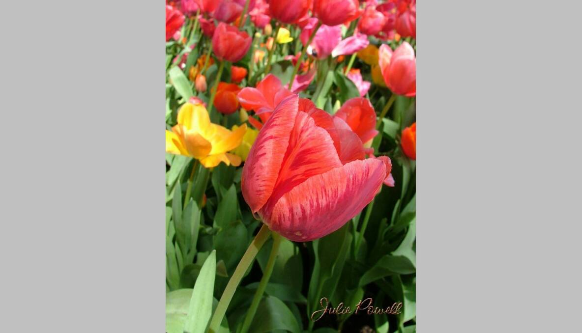 Have to love our Tulips for Spring colour. Photo by Julie Powell