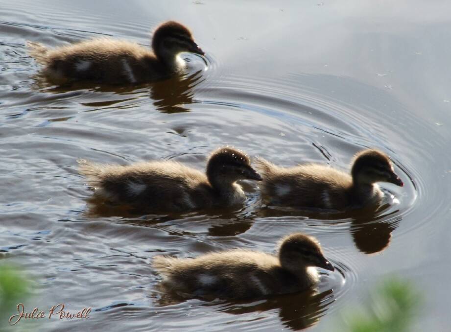 Spring babies - Lake Alexandra. Photo by Julie Powell