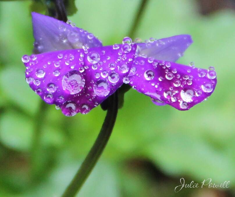 Tiny raindrops sparkle like diamonds. Photo by Julie Powell